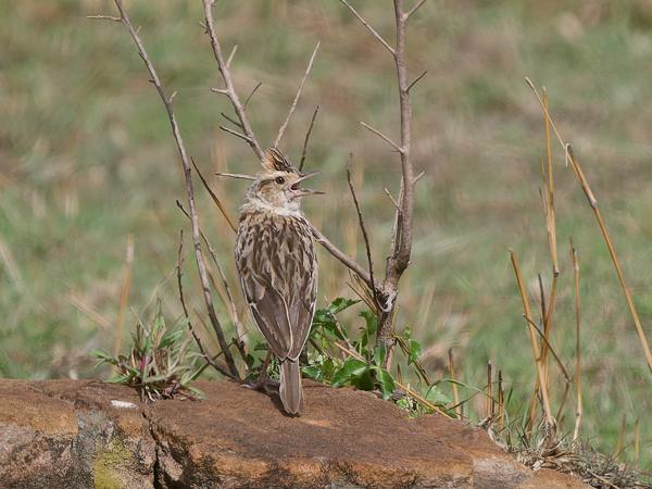 <h3><a href="/trips/tanzania/biota/animalia/chordata/aves/040 passeriformes/073 alaudidae/mirafra africana/mirafra africana-nl.html">Mirafra&nbsp;africana</a> / Rufous‑naped&nbsp;lark / Roodnekleeuwerik</h3>OM-1 Mark II met OLYMPUS M.150-400mm F4.5, 1/2000 sec  bij F4.5, ISO 250, afstand 30.5&nbsp;m
